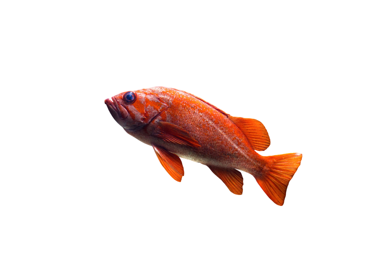 Fish